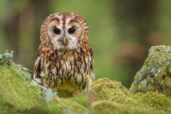 Tawny Owl