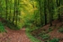 Autumn In Ten Acre Woods