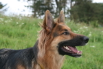 Maya