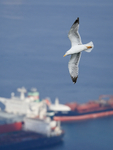 Yellow-legged Gull flying, Gibraltar