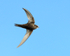 Swift in flight at Farmoor