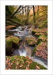 Golitha Falls
