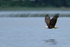 Flying Bald Eagle carrying fish, Minnesota, USA