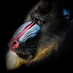 Mandrill -RLP_0061sq