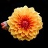 Mainly Floral 2024-1