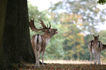 Rutting Stag