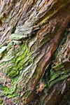 Tree - 4387