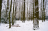 Tree - 0704
