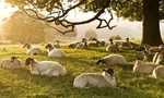Sheep at sunrise