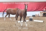 JAC_5884