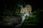 Amur Leopard -RLP_1799