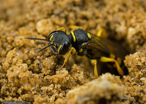 A female [i]Mellinus arvensis[/i] digger wasp emerging from her burrow. A Warwickshire garden, August 2013.