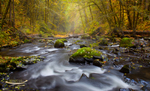 Forest magic