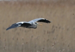 Grey Heron, Oxford Island