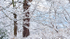 TREES WEEK #48