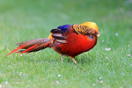 Golden Pheasant portfolio