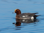 Wigeon