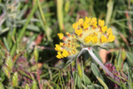 Kidney Vetch flower head, Dorset