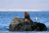 Sea Lion and Kelp Gull, Chanaral Island, Chile