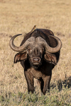 Cape Buffalo