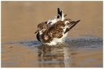 Turnstone Bathing