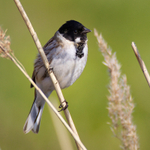 Reed Bunting (male) perched on a reed