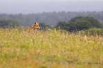 Fox in Meadow 6