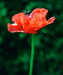Poppy Orientale