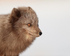 Dark Arctic Fox close, Svalbard, Norway