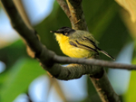 Common Tody-Flycatcher, Costa Rica