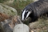 Badger
