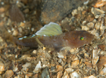 Lebetus scorpioides