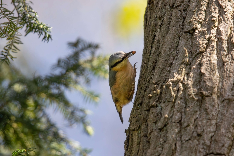Nuthatch - River Bollin - Cheshire