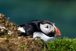 Puffin on Lunga (Treshnish Isles)
