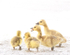 CANADA-GOOSE-GOSLINGS
