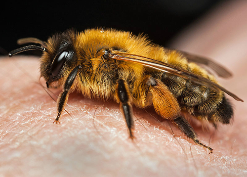 Newly-emerged [i]Andrena nigroaenea[/i] female. Warwickshire, April 2013.