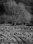 Day 15 - Ant Hills