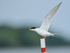 Forster's Tern wings extended, Minnesota