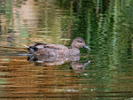 Gadwall