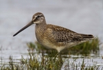 Long Billed Dowitcher portfolio