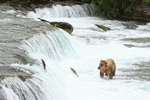 Brown Bear watches leaping salmon below Brooks Falls, Katmai NP
