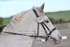 BPP_7856