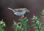 Willow Warbler 1