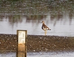 White-tailed Lapwing