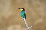 European Bee-eater