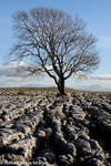 Limestone Tree