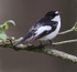 Pied Flycatcher