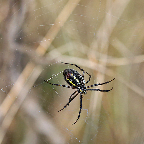 black & yellow garden spider (female)spinning her web.