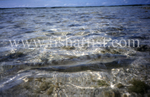Bonefish on the Flats.