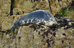 Atlantic Grey Seal
